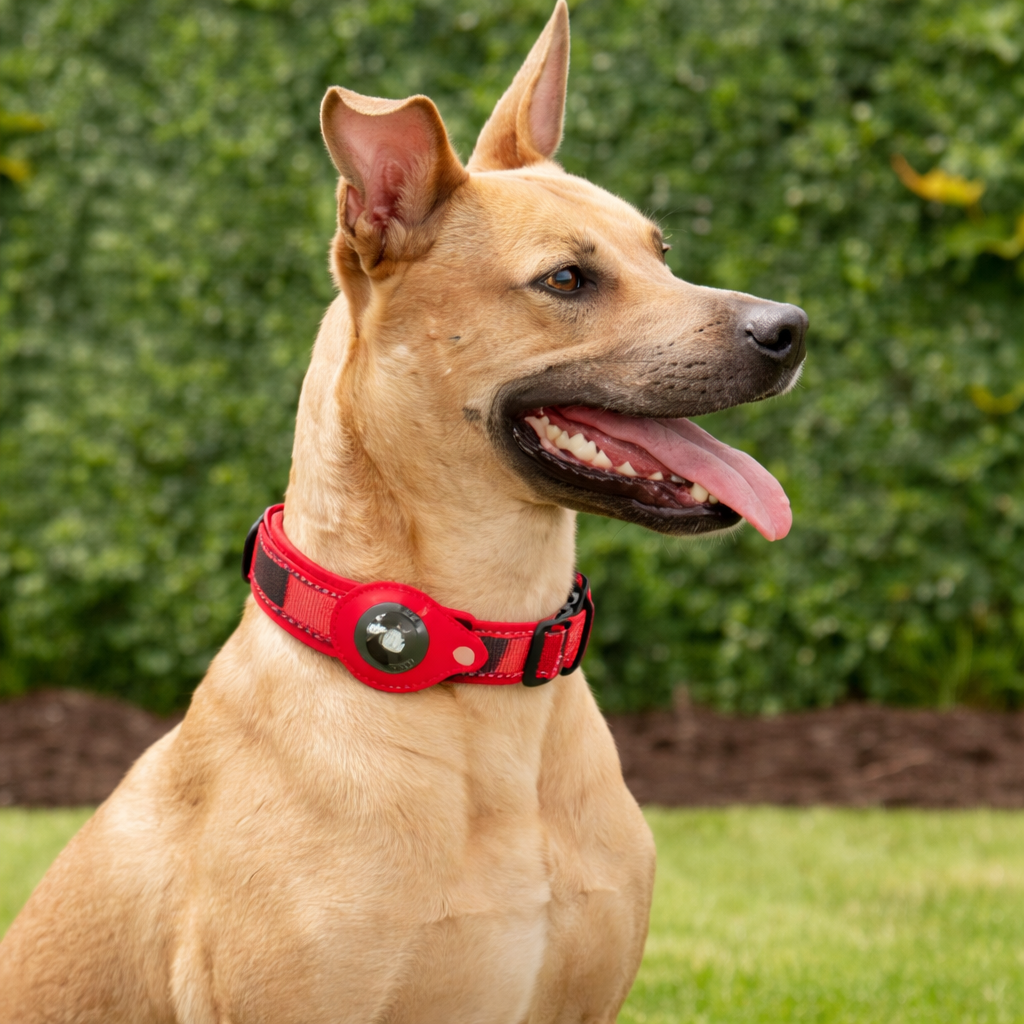 TrackMyBuddy™ Guardian Collar (Dog Edition) Red